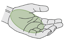 open hand, showing the palm